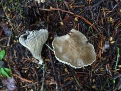 Spodocybe trulliformis