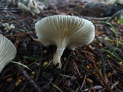 Spodocybe trulliformis