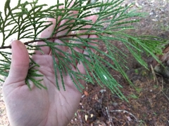 Spodocybe trulliformis