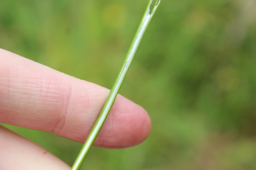 Juncus edgariae (Juncus edgariae)