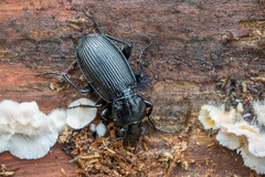 Pterostichus aethiops