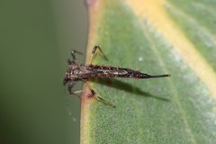 Idolothrips spectrum