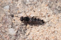 Acraspisa