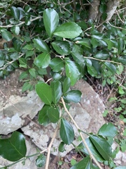 Suregada africana