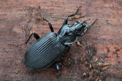 Limodromus krynickii