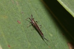 Idolothrips spectrum