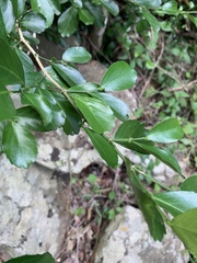 Suregada africana