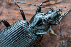 Limodromus krynickii