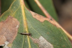 Idolothrips spectrum