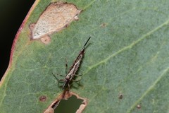 Idolothrips spectrum