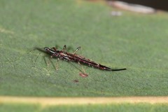 Idolothrips spectrum