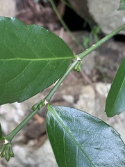 Suregada africana