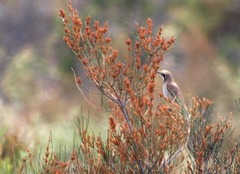 Gliciphila melanops