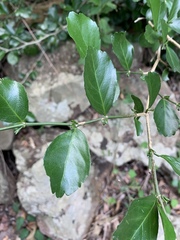 Suregada africana