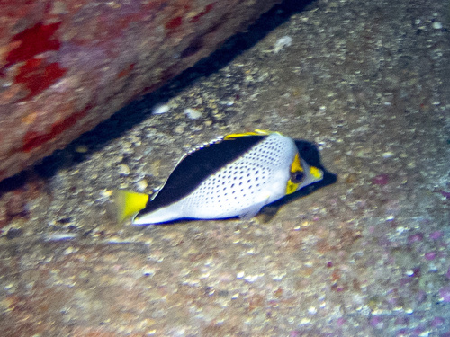 Chaetodon tinkeri, 2025-12-26