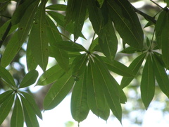 Pachira aquatica