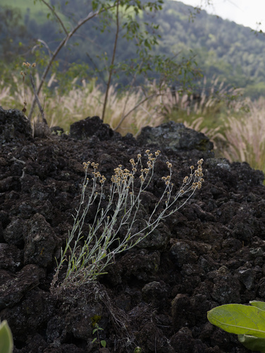 Pseudognaphalium sandwicensium observed 2025-12-25