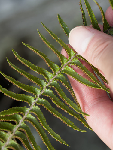 Nephrolepis brownii observed 2025-12-25