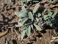 Salvia sonomensis