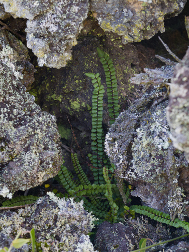 Asplenium densum observed 2025-12-25