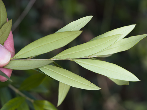 Olea europaea observed 2025-12-25