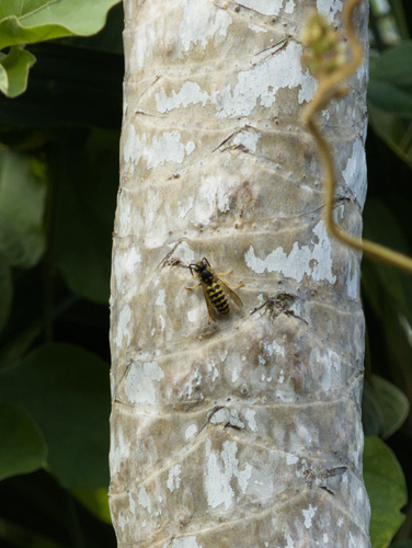 Vespula pensylvanica, 2025-12-25
