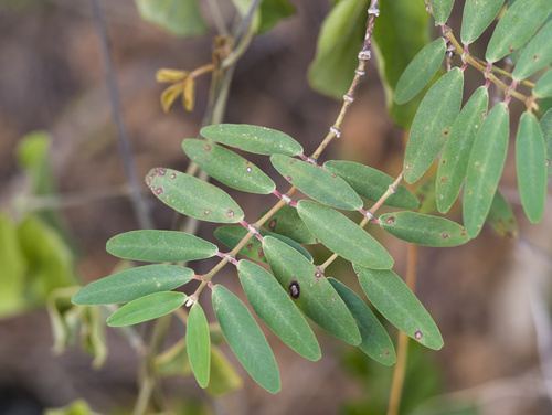 Euphorbia olowaluana observed 2025-12-25