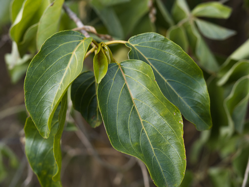 Colubrina oppositifolia observed 2025-12-25