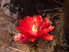 Corryocactus erectus
