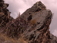 Puya densiflora