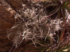 Tillandsia paleacea