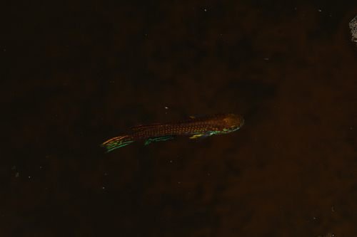 Scriptaphyosemion cauveti