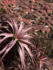 Puya densiflora
