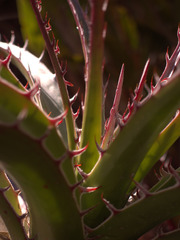 Puya densiflora