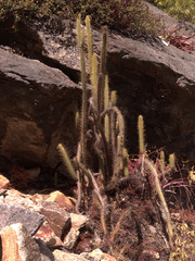 Corryocactus erectus