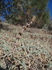 Salvia sonomensis