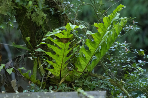 Drynaria heraclea observed 2025-12-20