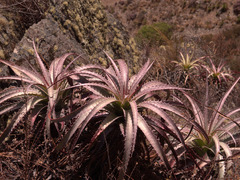 Puya densiflora