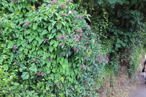 Shrubby fuchsia (Fuchsia paniculata)