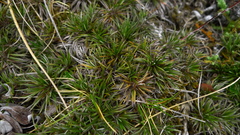 Celmisia laricifolia