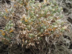 Atriplex maximowicziana