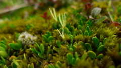 Coprosma perpusilla