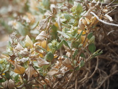 Atriplex maximowicziana