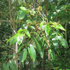 Canarium australianum