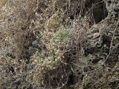 Atriplex maximowicziana