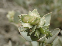 Atriplex maximowicziana