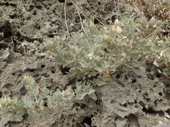 Atriplex maximowicziana
