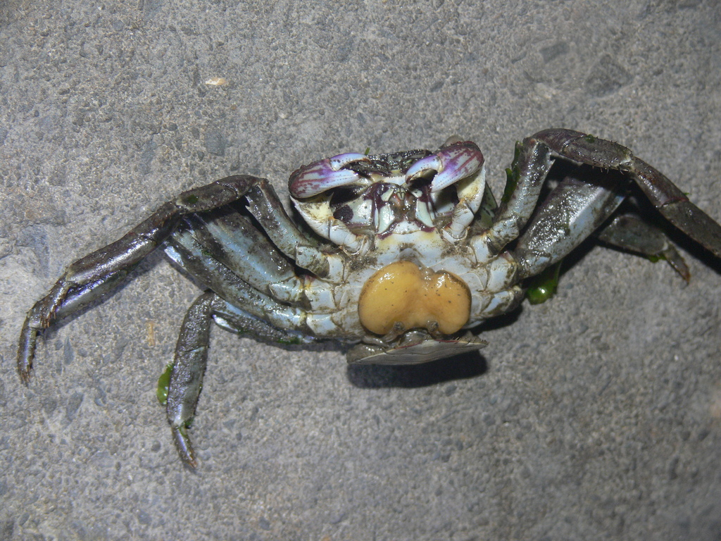 Polyascus planus