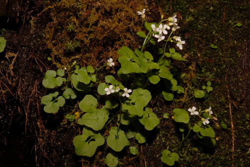 mountain bittercress (Cardamine clematitis)