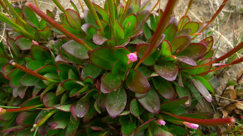Epilobium crassum (Epilobium crassum)